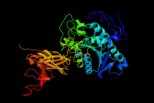 Lipase digestive enzyme structure