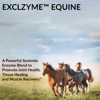 Exclzyme Equine