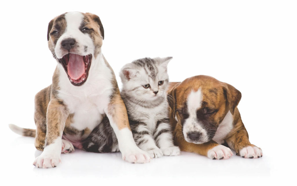Pet Nutrition: Digestive Enzymes Offer Health Boost to Dogs & Cats