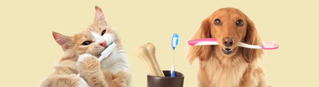 From Neglected Niche to Billion‑Dollar Boom: Pet Oral Health Supplements are Rising Fast