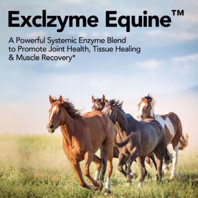 Exclzyme Equine Exclzyme Equine